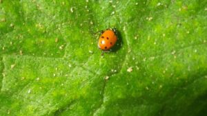 Why Biocontrol Agents May Fail in Your Vegetable Greenhouse