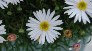 California Spring Trials 2023 Preview: White Varieties on Display