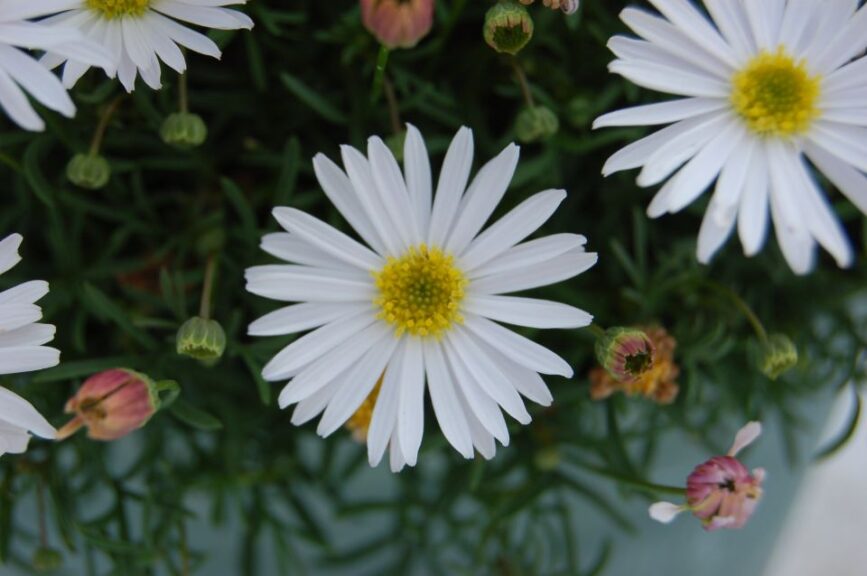 Brachyscome Surdaisy White Improved (Suntory Flowers)