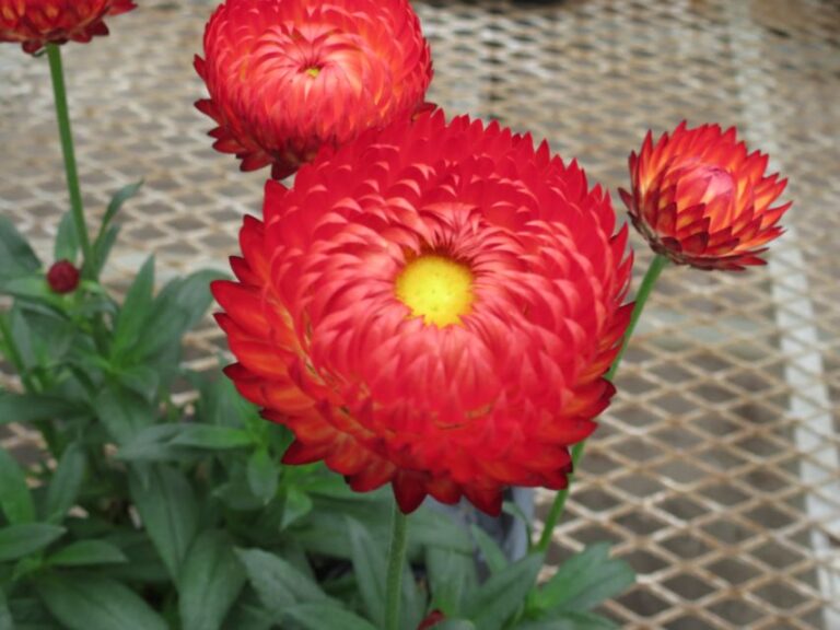 Bracteantha 'Granvia Crimson Sun' (Suntory Flowers)