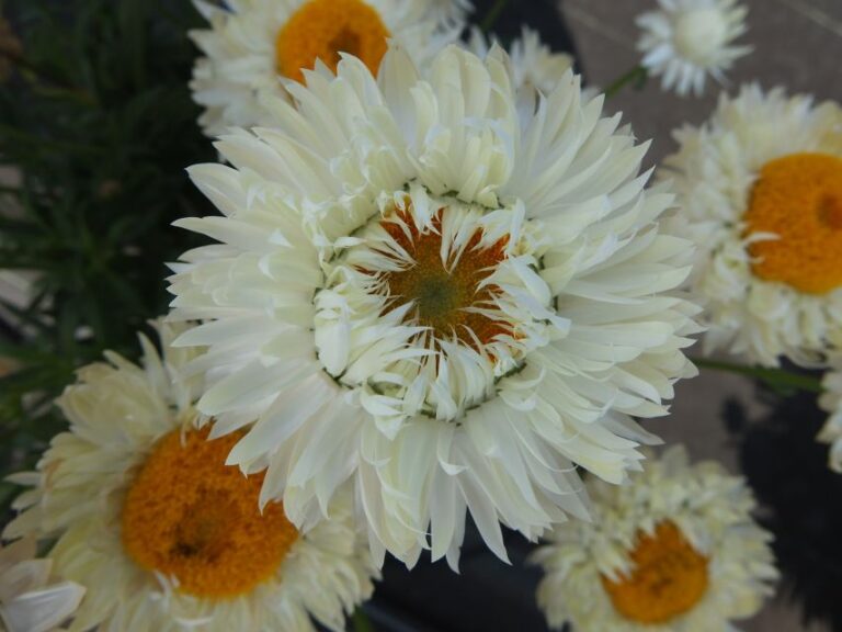 Bracteantha Granvia White (Suntory Flowers)
