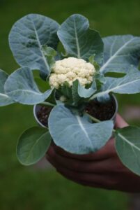 Brassica 'Baby Cauliflower' (Prudac)
