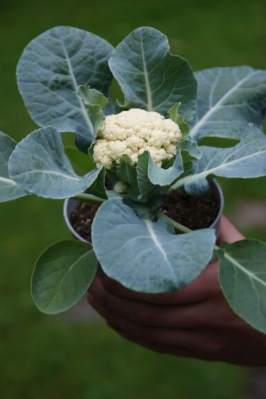 Brassica 'Baby Cauliflower' (Prudac)
