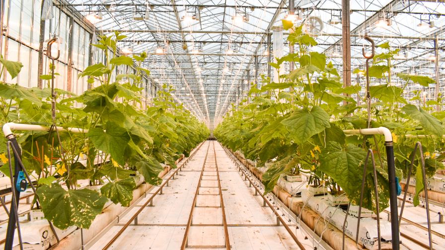 Increased Demand Fueling Growth in Greenhouse Cucumbers