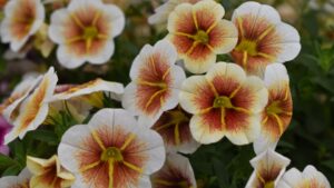 California Spring Trials 2023 Preview: A Blend of Colors and Combos