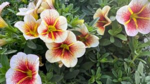 Westhoff, Dümmen Orange End Licensing Agreement for Unrooted Cuttings