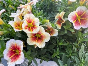 Calibrachoa 'Cappuchino' (Westhoff)