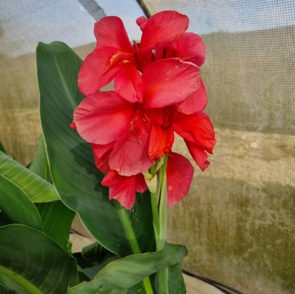 Canna Sunny Series (Saad-Assaf)