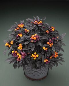 Capsicum 'Onyx Orange' (American Takii)