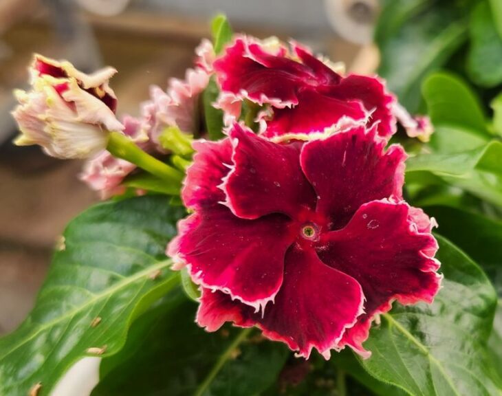 Catharanthus 'Soiree Flamenco Salsa Red' (Suntory Flowers)