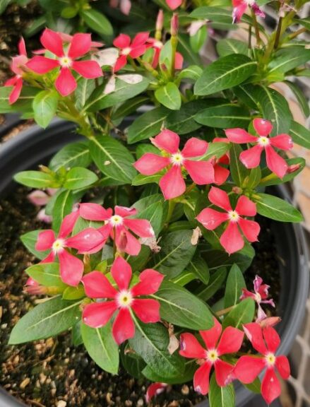 Catharanthus 'Soiree Kawaii Paprika Red' (Suntory Flowers)