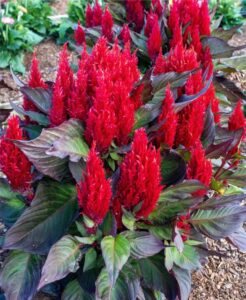 Celosia plumosa 'Arrabona Bronze-Leaf Red' (Hem Genetics)