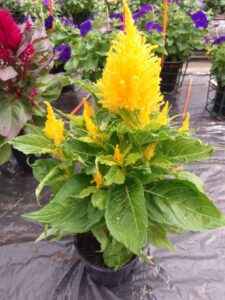 Celosia plumosa 'Arrabona Yellow' (Hem Genetics)