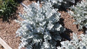 Last Chance to Vote for Your Favorite New Perennial!