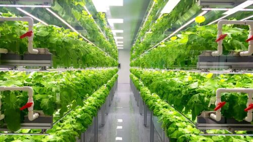 Reasons to Invest, or Not Invest, in a Vertical Farm