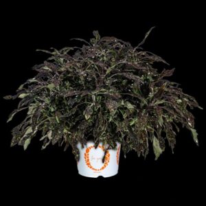 Coleus 'Downtown NYC Nights' (Dümmen Orange)