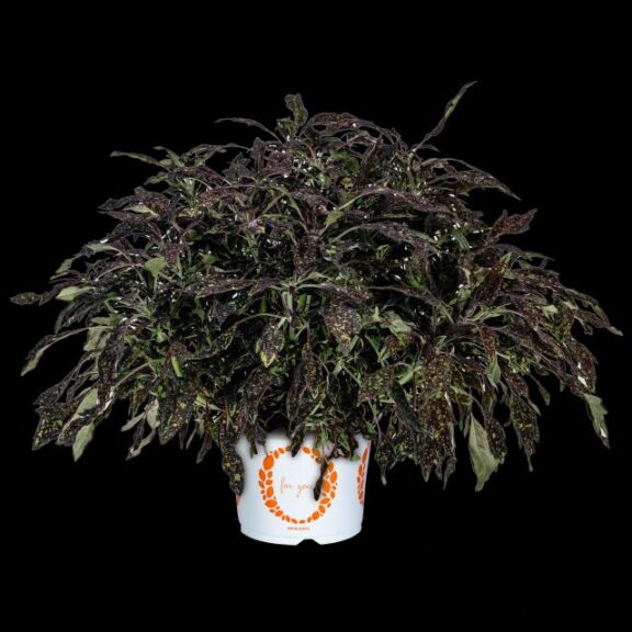 Coleus 'Downtown NYC Nights' (Dümmen Orange)