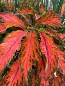 Coleus 'Premium Sun Coral Candy' (PanAmerican Seed)