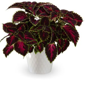 Coleus 'Talavera Pink Tricolor' (Syngenta Flowers)
