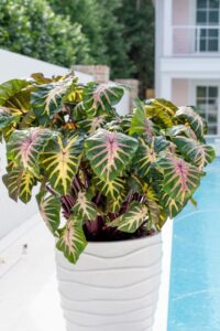 Colocasia 'Royal Hawaiian' (PlantHaven)