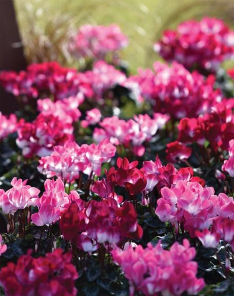 Cyclamen Midi+ Indiaka Mix (Morel Cyclamen)