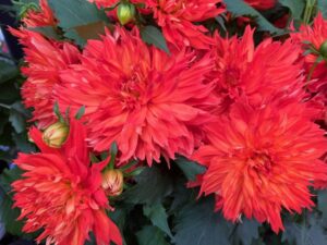 Dahlia 'LaBella Maggiore Red Ruffle' (Beekenkamp Plants)