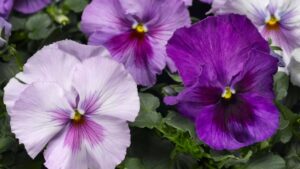 What To Know About the New Delta Pro Series from Syngenta Flowers