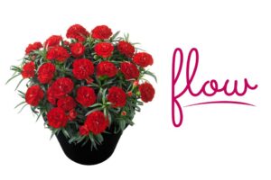 Dianthus 'Flow Red Beach' (HilverdaFlorist)