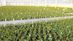 Dümmen Orange Sells Part of its Dutch Anthurium Facilities to HouwenPlant