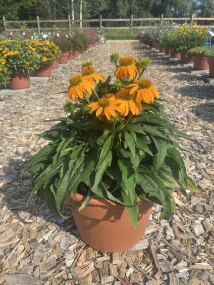 Echinacea 'Guatemala Gold' (Danziger)