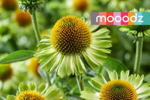 Echinacea 'MOOODZ Jealousy' (HilverdaFlorist)