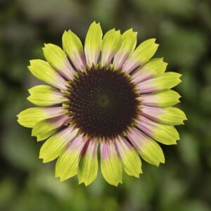 Echinacea ‘Prairie Blaze Vintage Lime’ (ThinkPlants/Syngenta Flowers)
