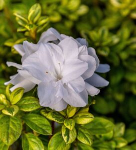 Encore Azalea Autumn Moonstruck (Plant Development Services, Inc.)