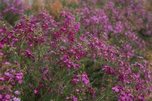 Ever Flowering Wax Flower (Chamelaucium) (Nir Nursery)
