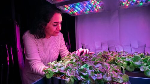 How New LED Strategies Could Make Indoor Farming More Productive and Less Costly