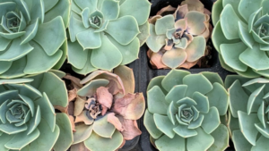 Managing Fusarium Issues in Echeveria
