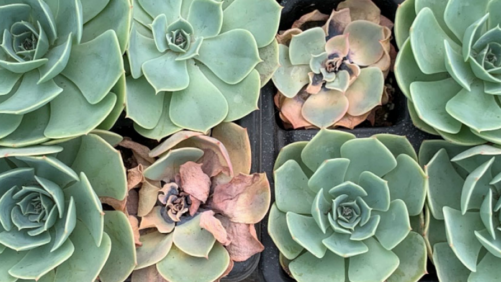 Managing Fusarium Issues in Echeveria
