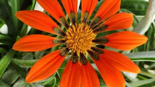 California Spring Trials 2023 Preview: Orange Varieties on Display