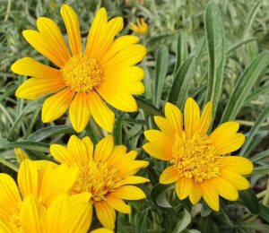 Gazania 'Sunme Yellow' (Jaldety Nursery)