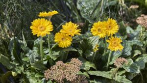 HilverdaFlorist Offers a Digital Knowledge Base for Growers and Consumers