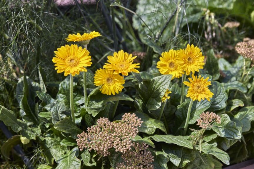 Gerbera 'Garvinea Sweet Joy' (HilverdaFlorist)