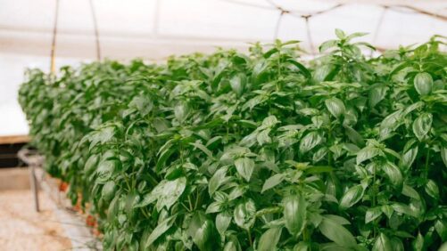 New Biosolutions for the Greenhouse Industry for 2023