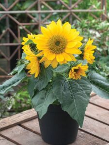 Helianthus 'Smiley Gold' (American Takii)