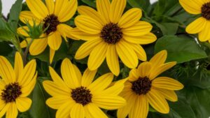 California Spring Trials 2023 Preview: A Taste of Yellow Varieties on Display