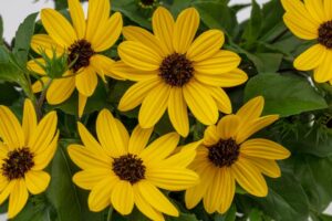 Helianthus 'Sunmazing Yellow' (Westhoff)