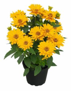 Heliopsis 'Sole Giatto' (Kientzler)