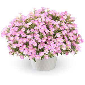 Petunia ‘Itsy Pink’ (Syngenta Flowers)