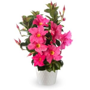 Mandevilla (Dipladenia) ‘Madinia Petite’ (Syngenta Flowers)