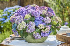 Hydrangea 'Tabletensia Blue' (Ball Ingenuity)