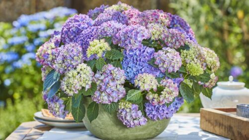 California Spring Trials 2023 Preview: Blue and Purple Plants Bringing the Color